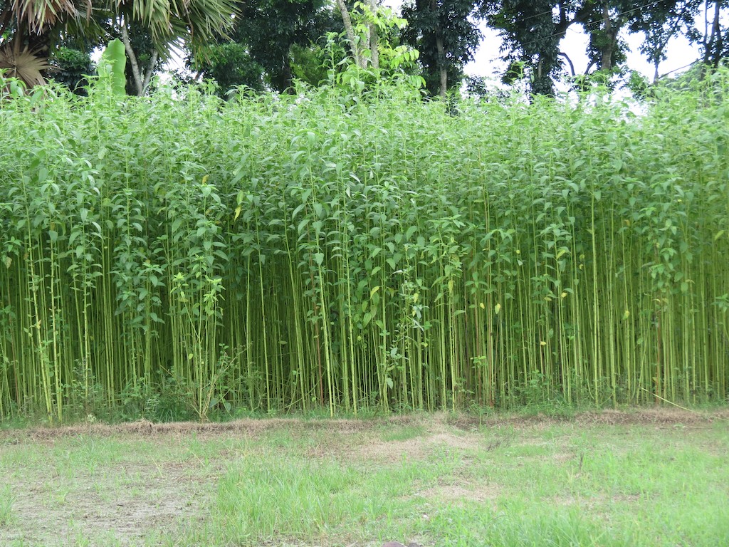 Jute field in Bangladesh
